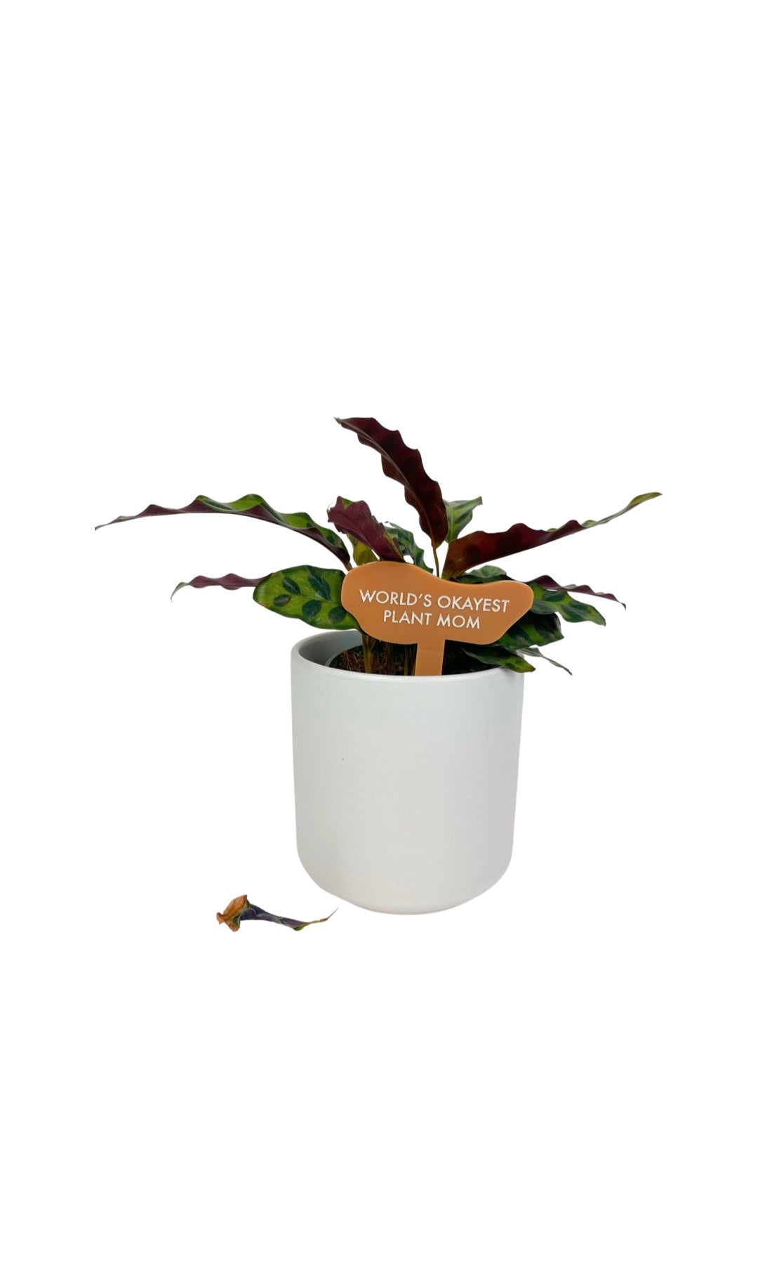 TUFF GIRL GANG PLANT MARKERS - Multiple Options